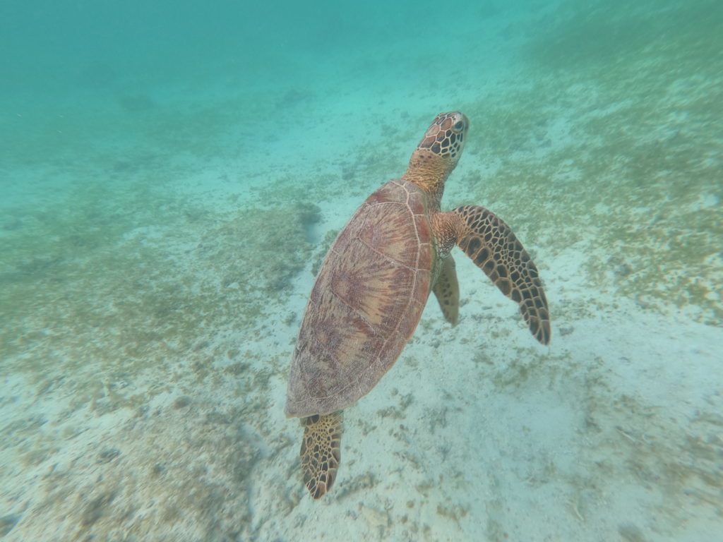 ウミガメ