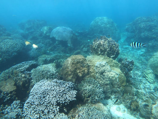 伊良部島 下地島 でシュノーケリングするなら中の島ビーチがおすすめ たくさんの魚と地形を楽しめる 宮古島 とりっさーんは旅する介護士