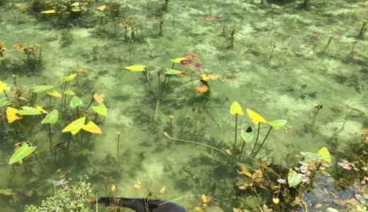 岐阜の美しすぎる池 モネの池を絵画の一枚の様な写真を撮る旅  とりっ 